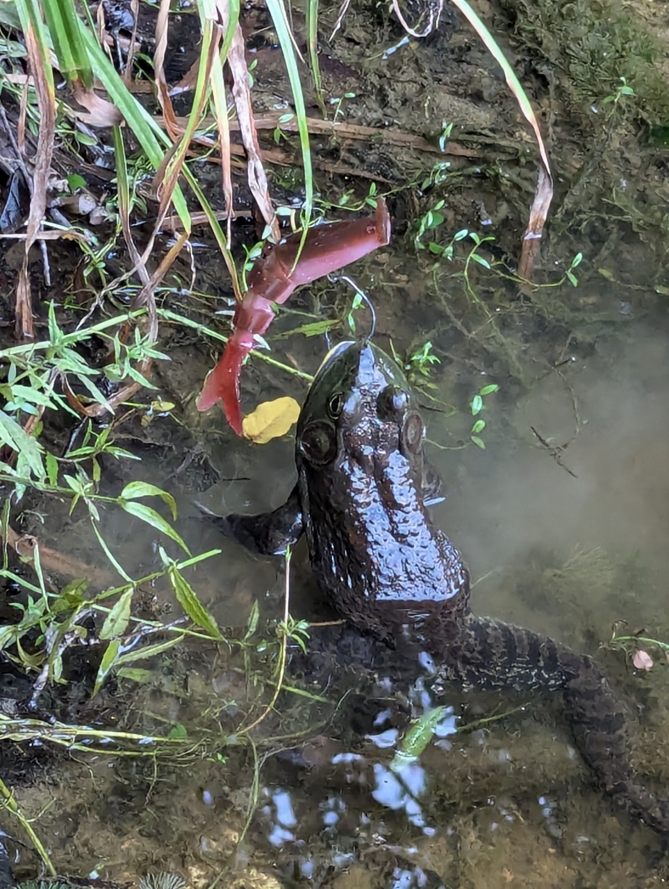 ブラックバス