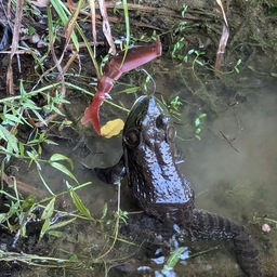 ブラックバス