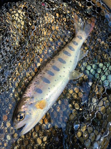 ヤマメの釣果