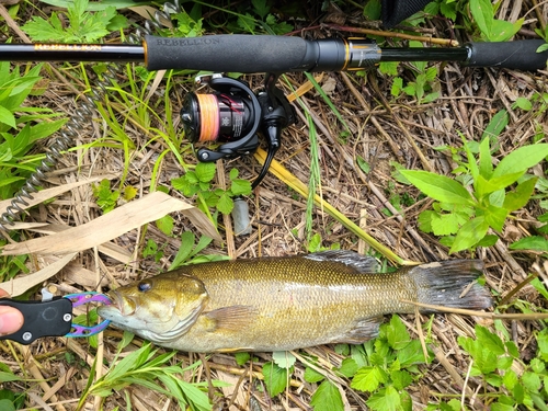 スモールマウスバスの釣果