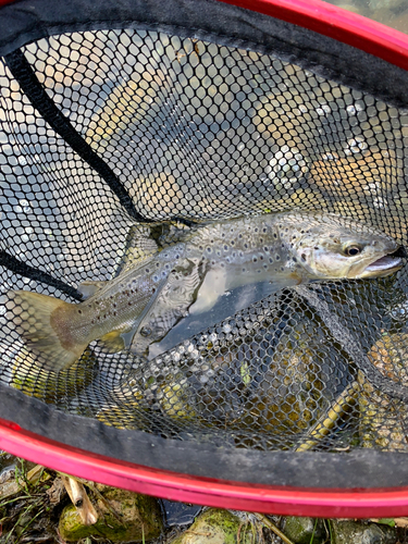 ブラウントラウトの釣果