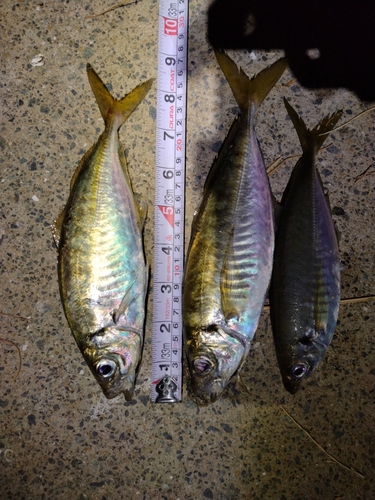 アジの釣果