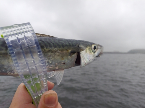 サバの釣果