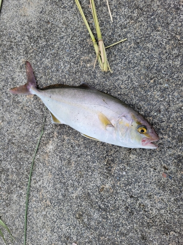 ショゴの釣果