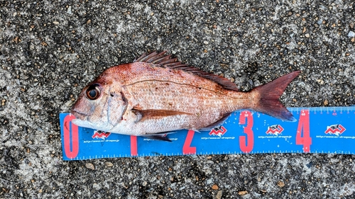 マダイの釣果