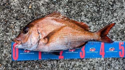 マダイの釣果