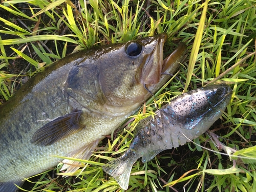 ラージマウスバスの釣果