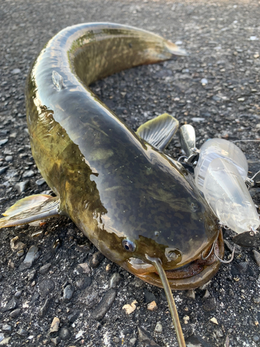 ナマズの釣果