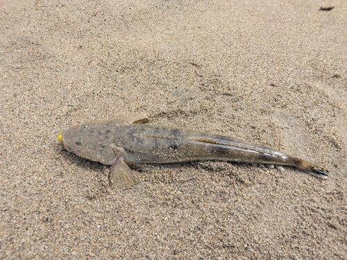 マゴチの釣果