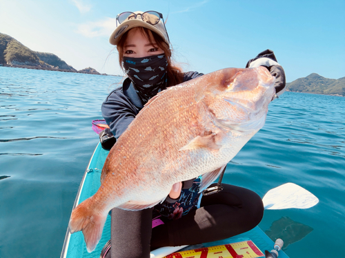 マダイの釣果