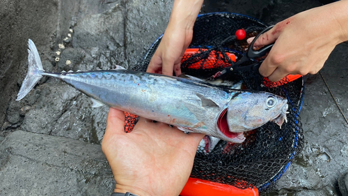 ソウダガツオの釣果