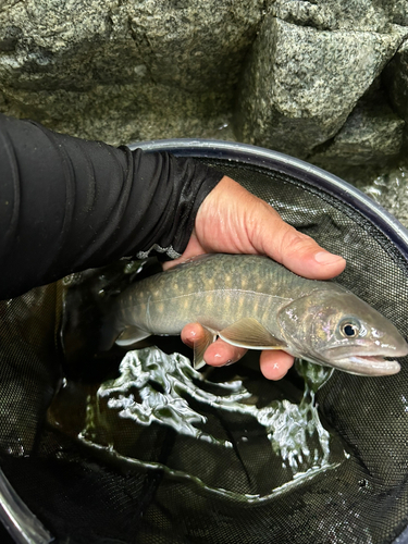 イワナの釣果