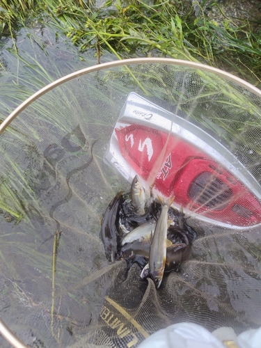 アユの釣果