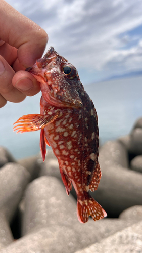 ガシラの釣果