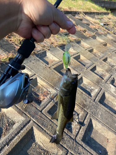 ブラックバスの釣果