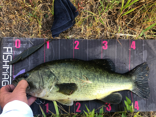 ブラックバスの釣果