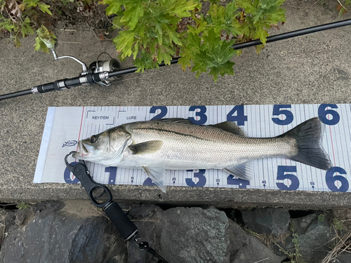 シーバスの釣果