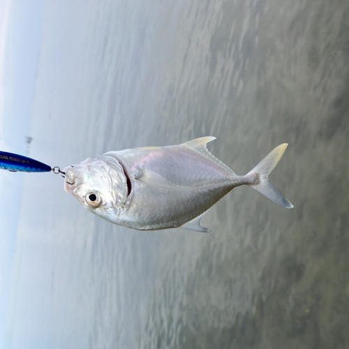 メッキの釣果