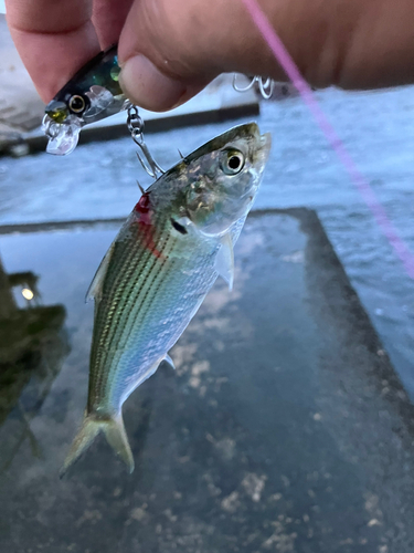 コノシロの釣果