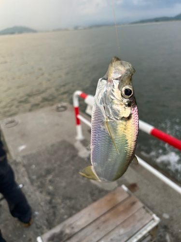 コノシロの釣果