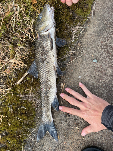 ニゴイの釣果