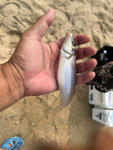 キスの釣果