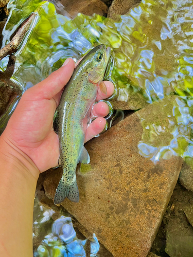 ニジマスの釣果