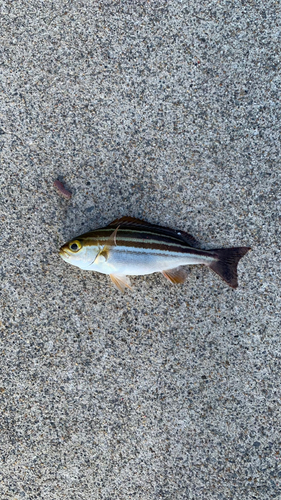 イサキの釣果