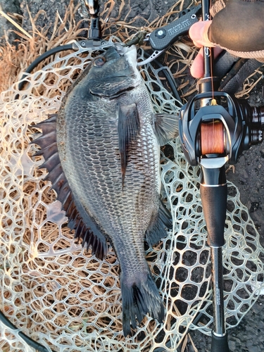 クロダイの釣果