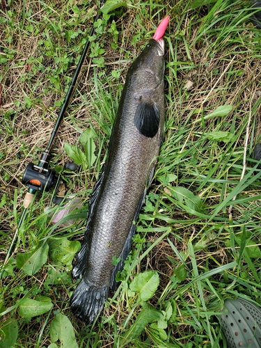 ライギョの釣果