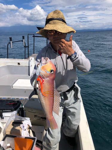 アマダイの釣果