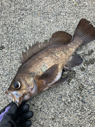 メバルの釣果