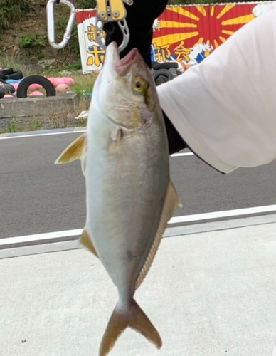 ショゴの釣果