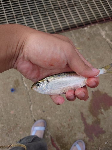 サッパの釣果