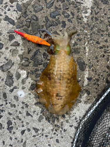 アオリイカの釣果