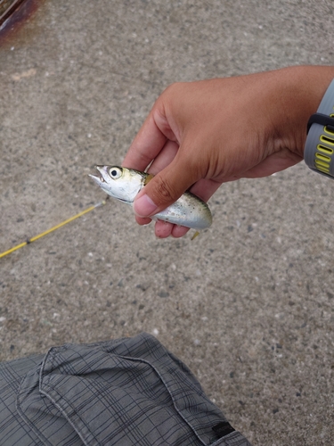 マサバの釣果