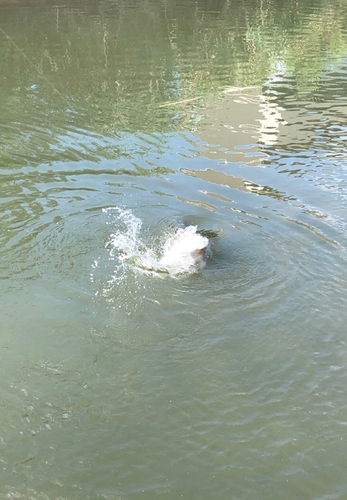 ソウギョの釣果