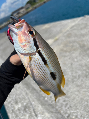 ヨコスジフエダイの釣果