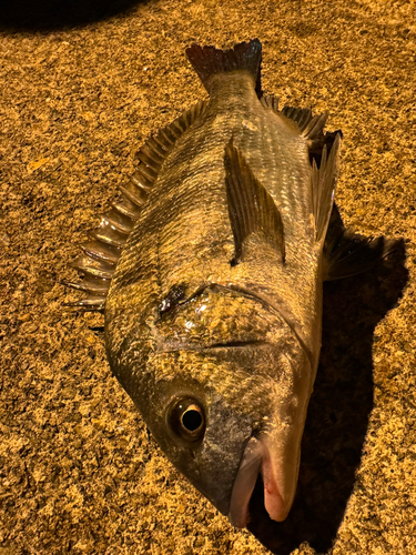 クロダイの釣果