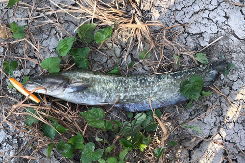 ナマズの釣果