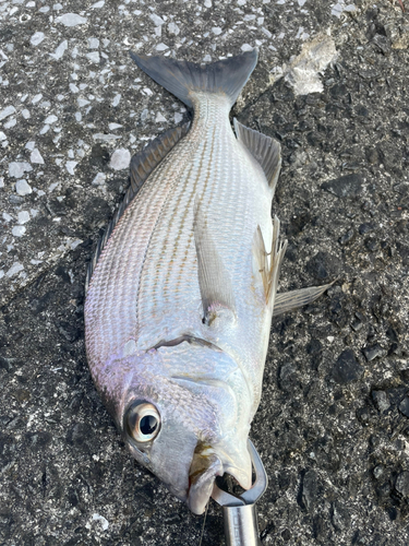 ヘダイの釣果