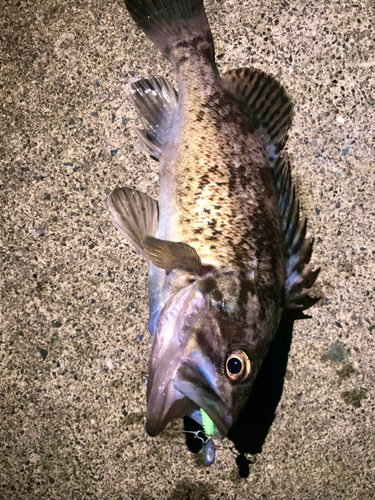 クロソイの釣果