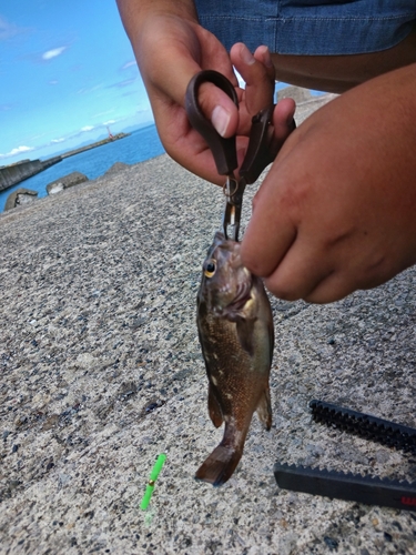 エゾメバルの釣果