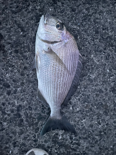 ヘダイの釣果