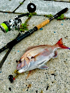 マダイの釣果