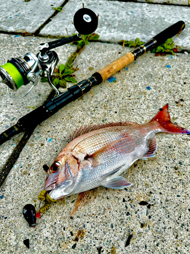 マダイの釣果