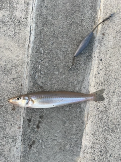 シロギスの釣果