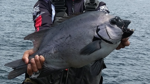 イシダイの釣果