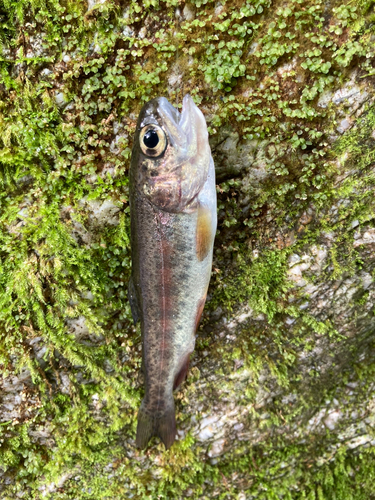 ヤマメの釣果