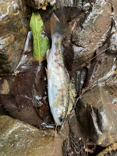 アマゴの釣果